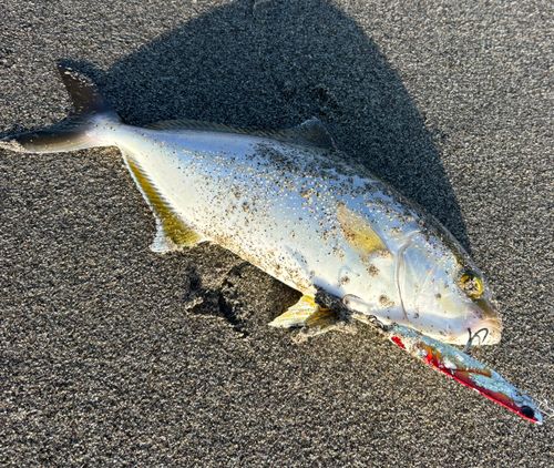 ショゴの釣果