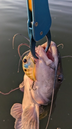アメリカナマズの釣果