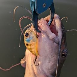 アメリカナマズ