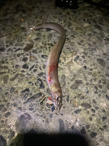 ホタテウミヘビの釣果