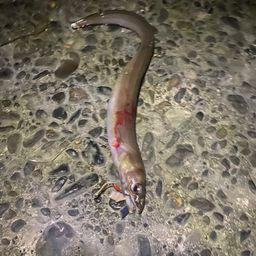 ホタテウミヘビ