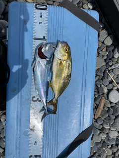 ソウダガツオの釣果
