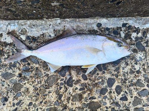 シオの釣果