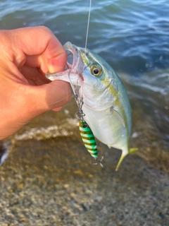 ツバイソの釣果