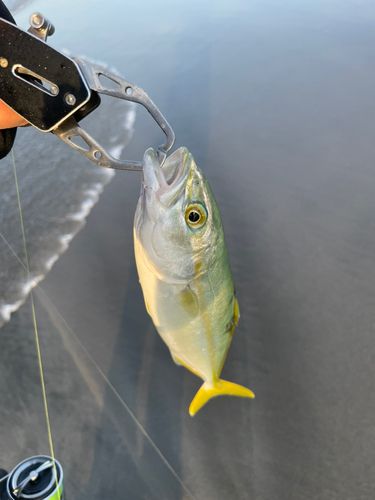 ワカシの釣果