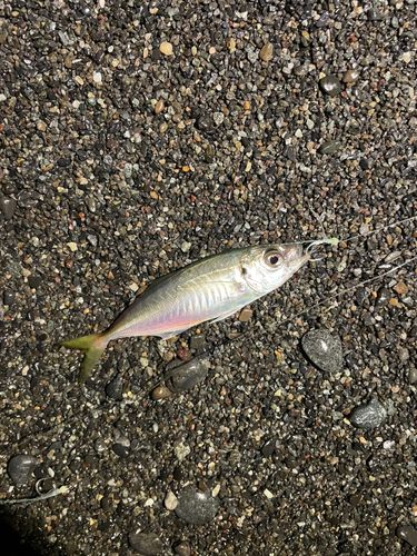 マアジの釣果