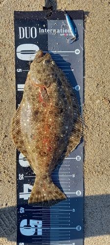 ヒラメの釣果
