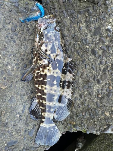 ヤイトハタの釣果