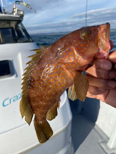 釣果