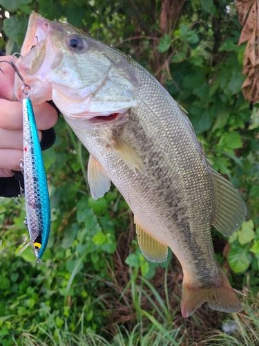 ラージマウスバスの釣果