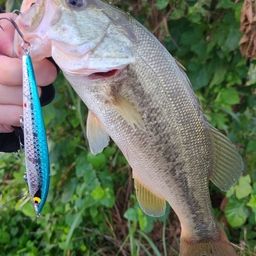 ラージマウスバス