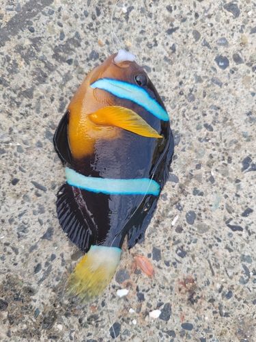 クマノミの釣果