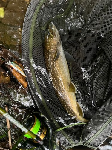 イワナの釣果
