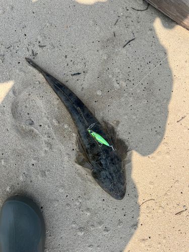 マゴチの釣果