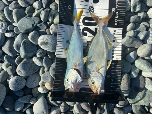 ショゴの釣果