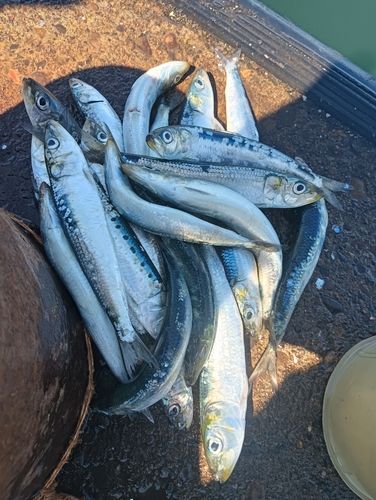 イワシの釣果