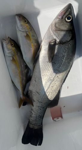 ヒラスズキの釣果
