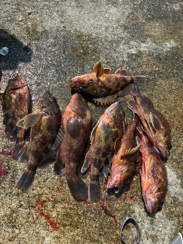 キジハタの釣果