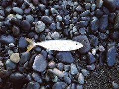 ワカシの釣果