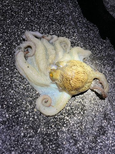 タコの釣果