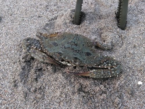 ワタリガニの釣果