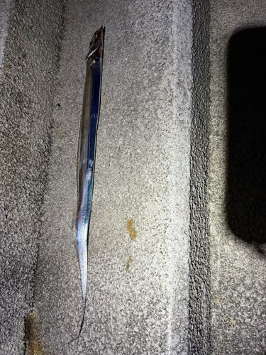 タチウオの釣果