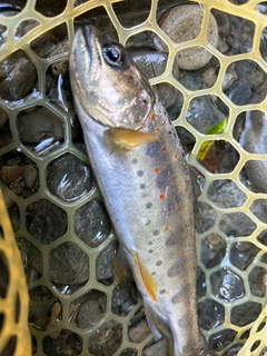 アマゴの釣果