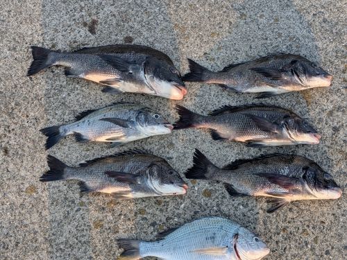 チヌの釣果