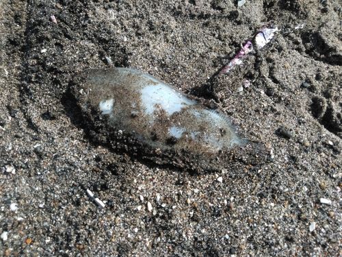 シタビラメの釣果