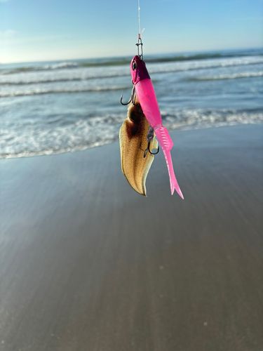 シタビラメの釣果