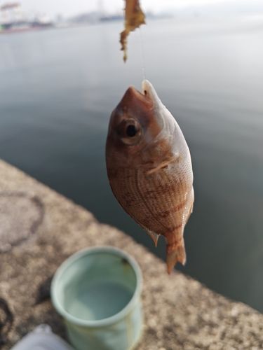 チャリコの釣果