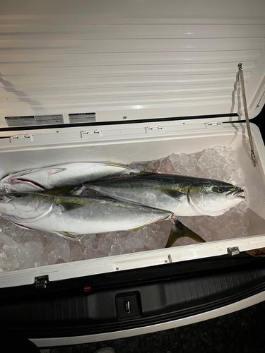 釣果