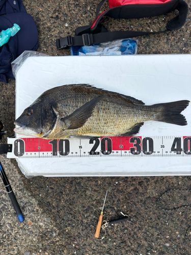チヌの釣果