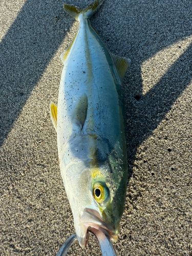 ワカシの釣果