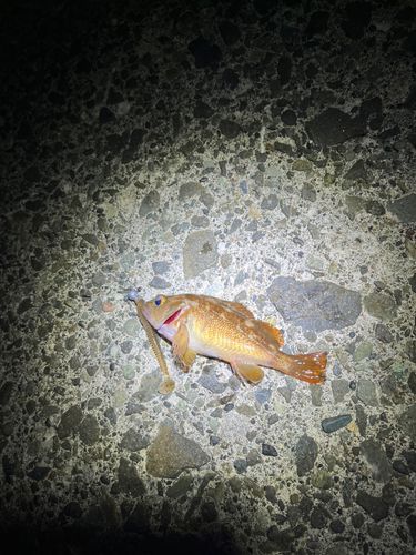 エゾメバルの釣果