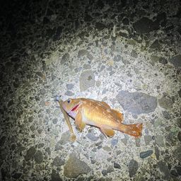 エゾメバル