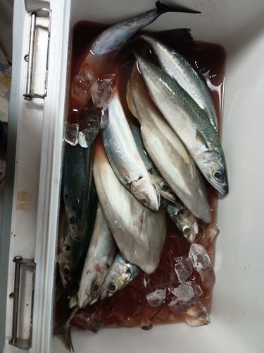 メジカの釣果
