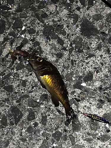 ガヤの釣果
