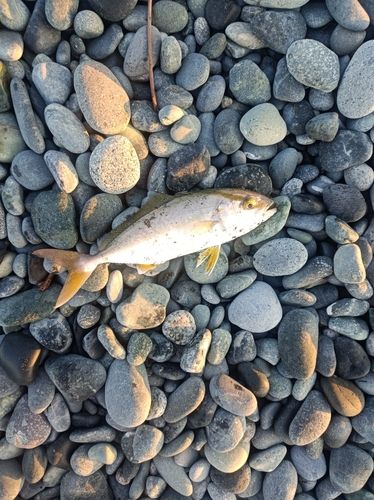ショゴの釣果