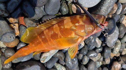 アカハタの釣果