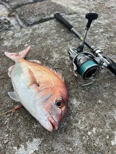 マダイの釣果