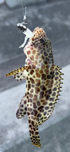 イシミーバイの釣果