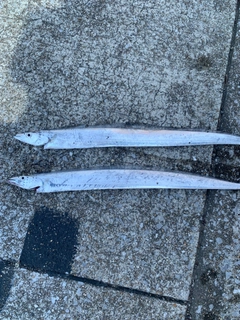 タチウオの釣果