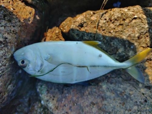 メッキの釣果
