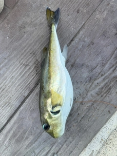 フグの釣果