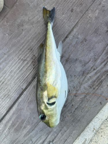 フグの釣果