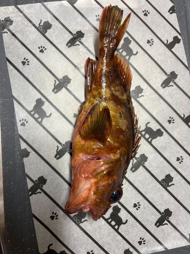 カサゴの釣果