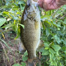 スモールマウスバス