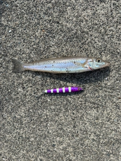キスの釣果