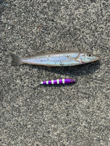 キスの釣果